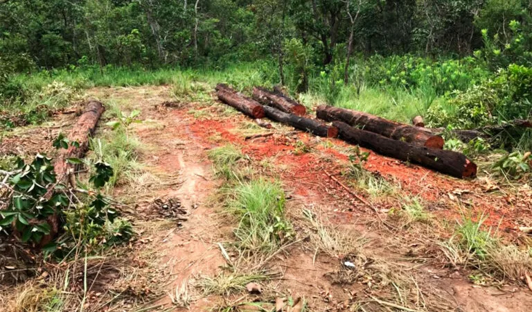 Produtor rural faz acordo e deve pagar R$ 308 mil e recuperar área degradada em MT