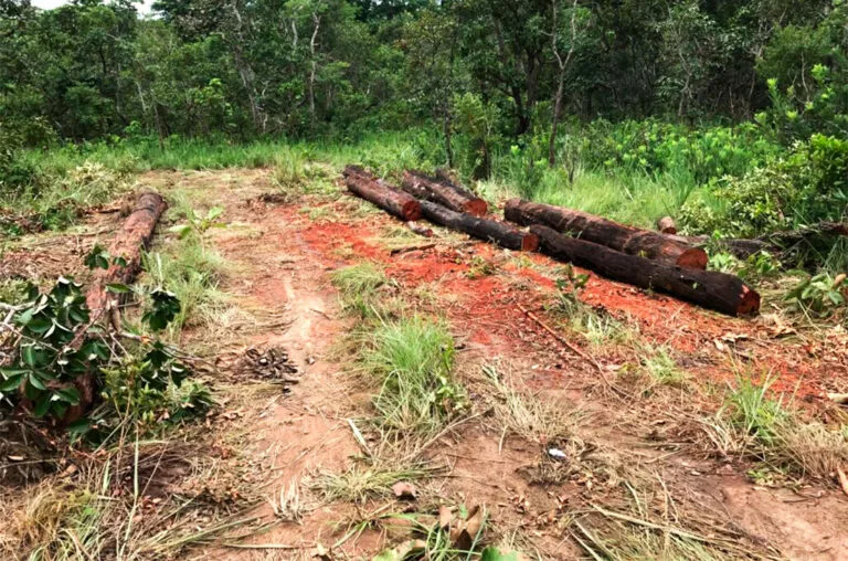 Produtor rural faz acordo e deve pagar R$ 308 mil e recuperar área degradada em MT