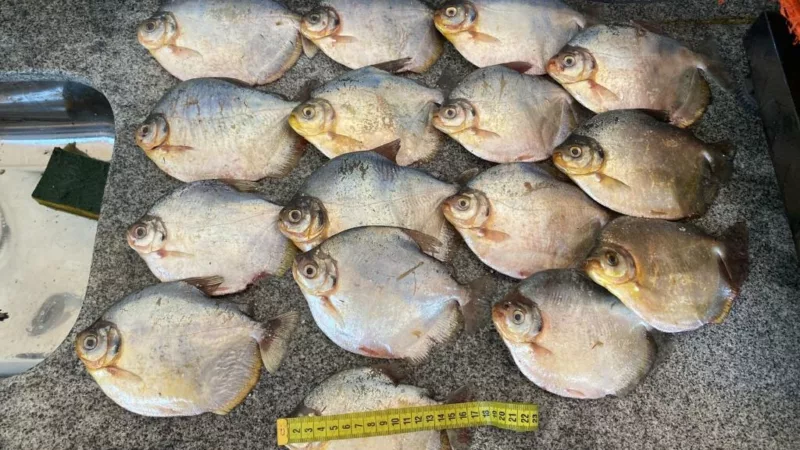 Batalhão Ambiental apreende 20 quilos de pescado irregular e aplica multa de R$ 12 mil