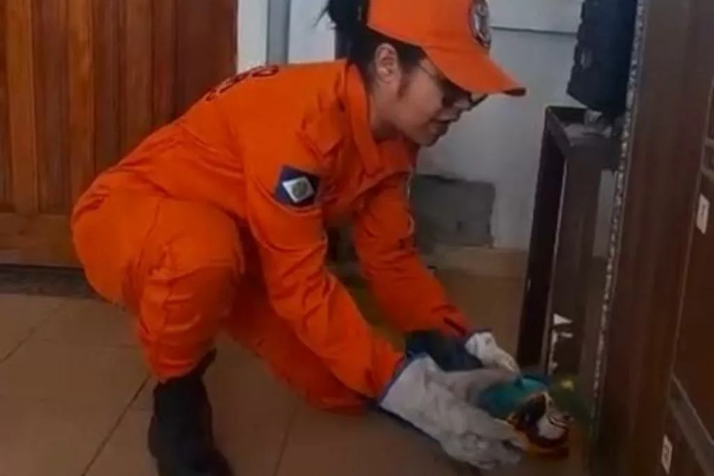 Corpo de Bombeiros resgata arara atropelada por carreta