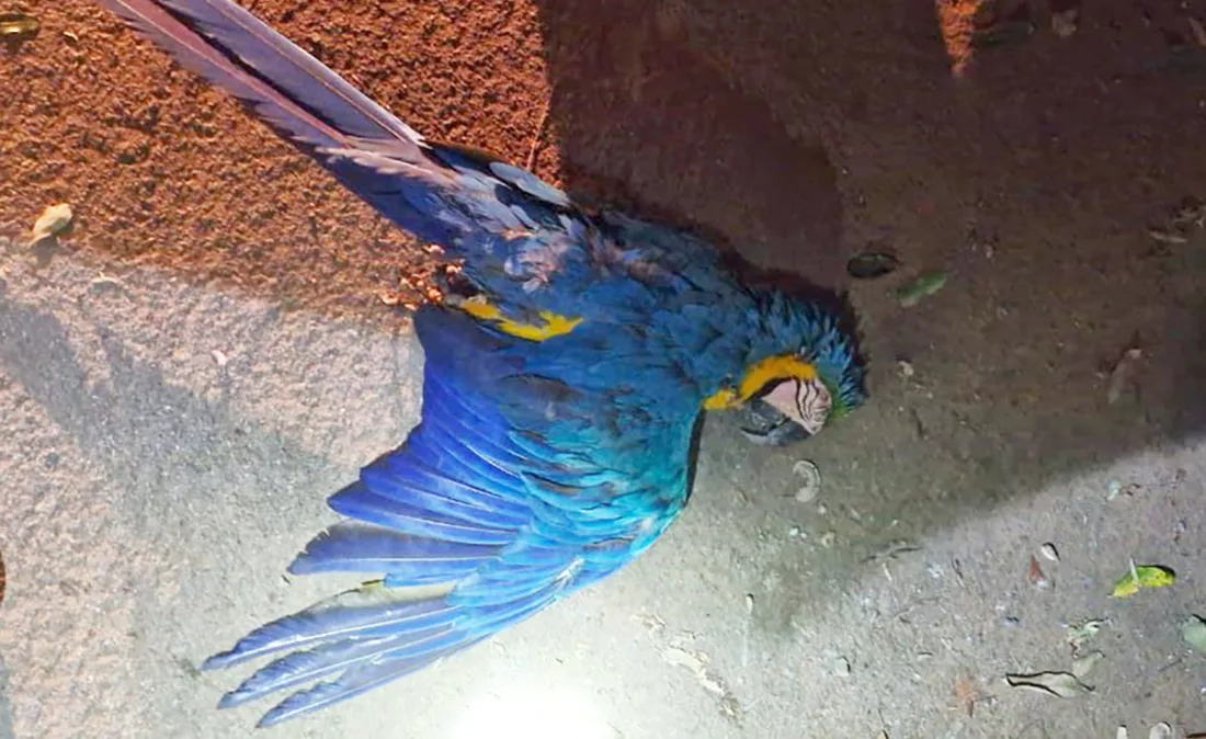 Arara bate em rede de energia e deixa mais de 370 sem luz em Lucas do Rio Verde
