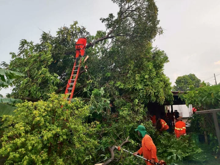 Corpo de Bombeiros remove árvore que caiu em cima de telhado de casa