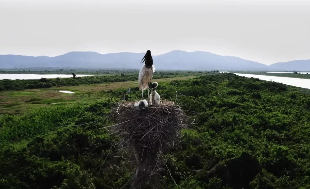 Mato Grosso sediará 1ª edição da COP Pantanal