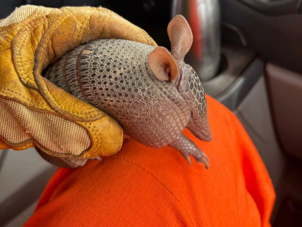 Corpo de Bombeiros Militar resgata tatu-bola de residência