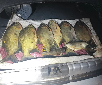 Ex-funcionário de pesqueiro é preso em MT ao furtar peixes de tanques