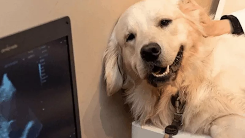 Sinop: UFMT abre seletivo para residência de diagnóstico por imagem de animais