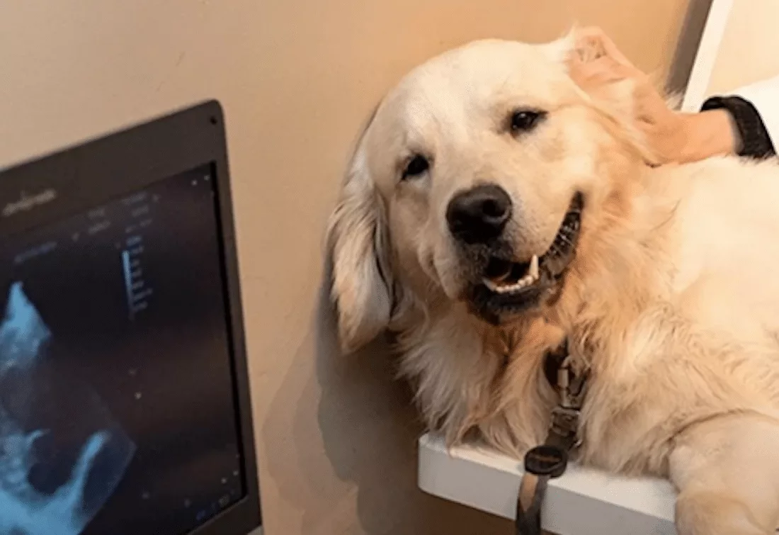 Sinop: UFMT abre seletivo para residência de diagnóstico por imagem de animais