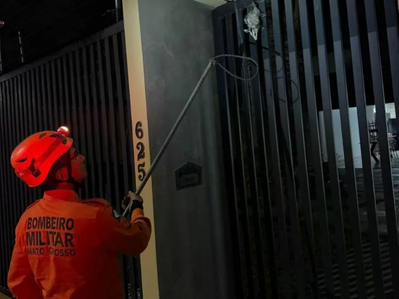 Corpo de Bombeiros resgata gambá e arara-canindé em diferentes municípios