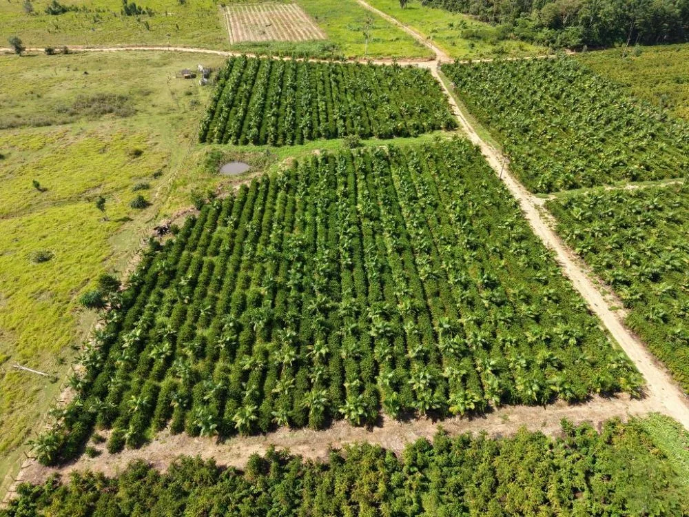 Expedição Rota do Café leva pesquisa e orientação técnica a produtores da capital do café em MT