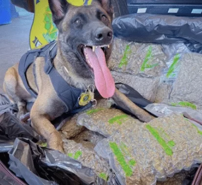 Cão ‘Zion’ da PRF acha 11 quilos de drogas em mala de passageira que iria para Peixoto