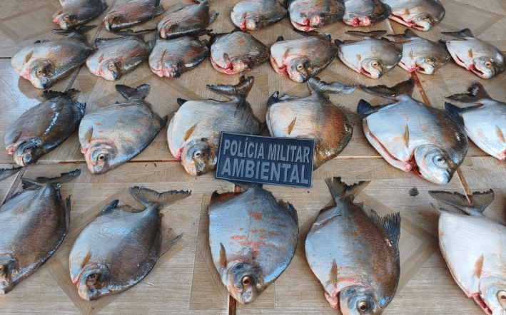 Homem é detido por armazenar mais de 30 quilos de pescado ilegal no Nortão