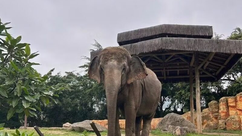 Justiça manda transferir elefanta de parque em Santa Catarina para santuário em Mato Grosso