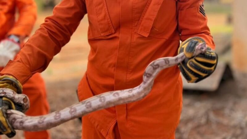 Jiboia de 1,5 metro é resgatada por bombeiros em empresa de Lucas do Rio Verde