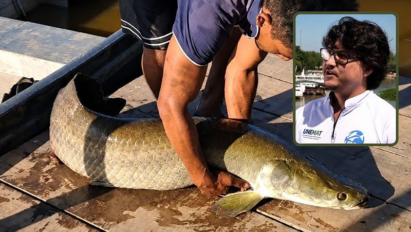 Pirarucu gigante em rio de Mato Grosso escancara invasão de espécies exóticas no Pantanal, diz pesquisador