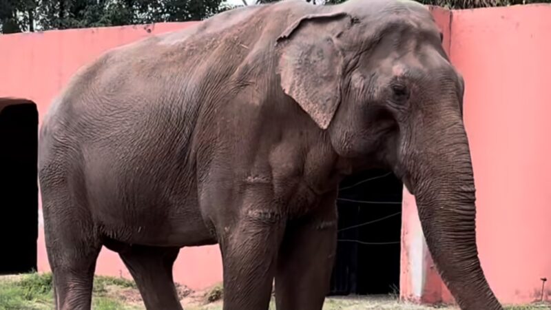 Definida data de transferência de elefante de zoológico em SP para santuário em Mato Grosso