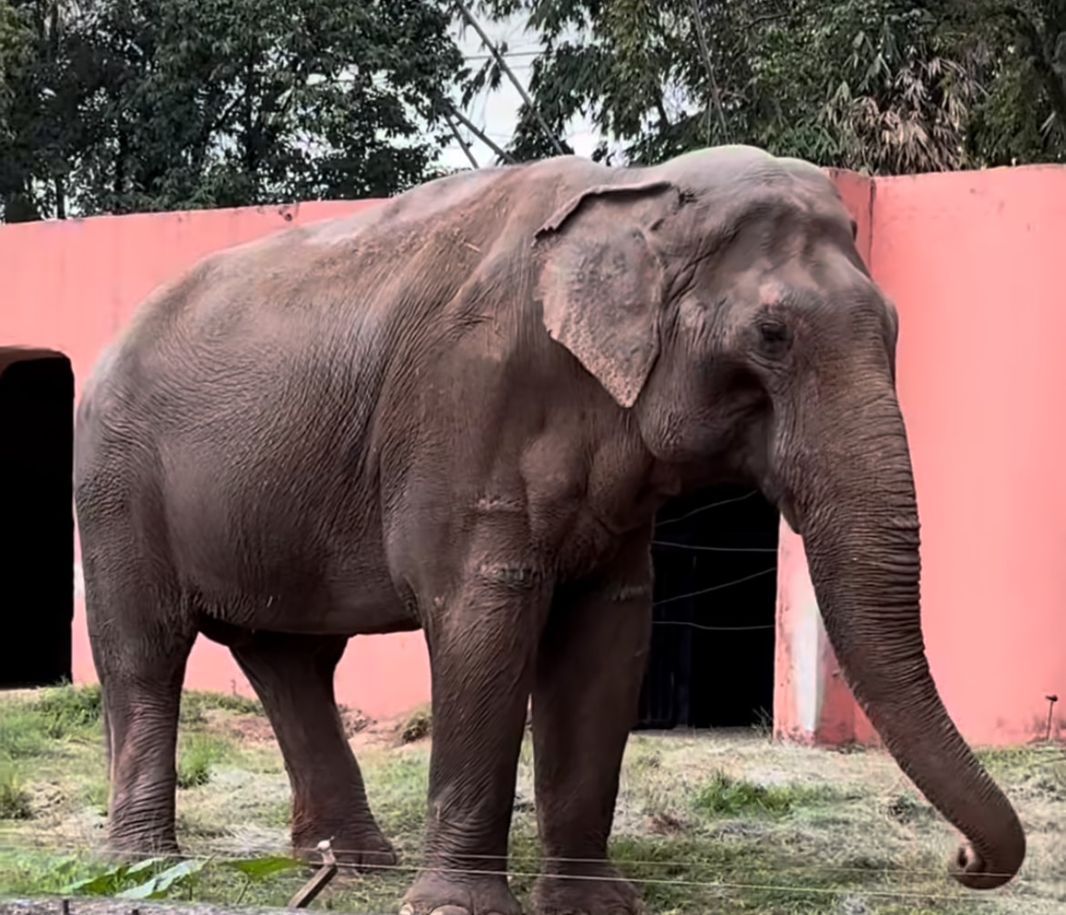 Definida data de transferência de elefante de zoológico em SP para santuário em Mato Grosso
