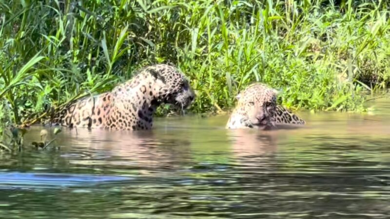 Guia registra cena rara de onças machos, tio e sobrinho brincando no Pantanal de Mato Grosso