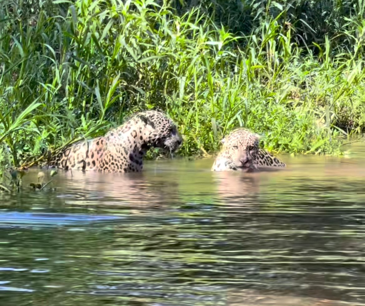 Guia registra cena rara de onças machos, tio e sobrinho brincando no Pantanal de Mato Grosso