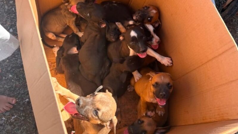 Homem é preso após abandonar filhotes de cães em Lucas do Rio Verde