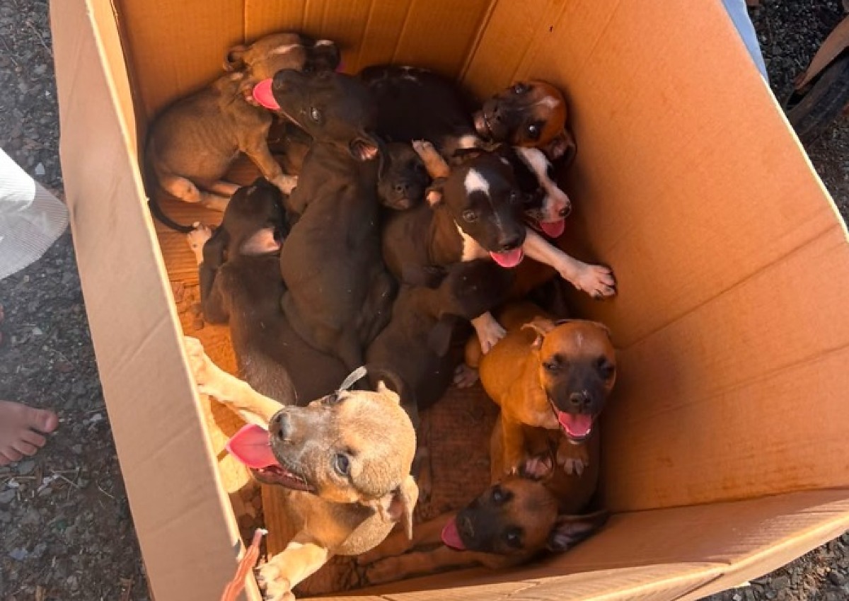 Homem é preso após abandonar filhotes de cães em Lucas do Rio Verde