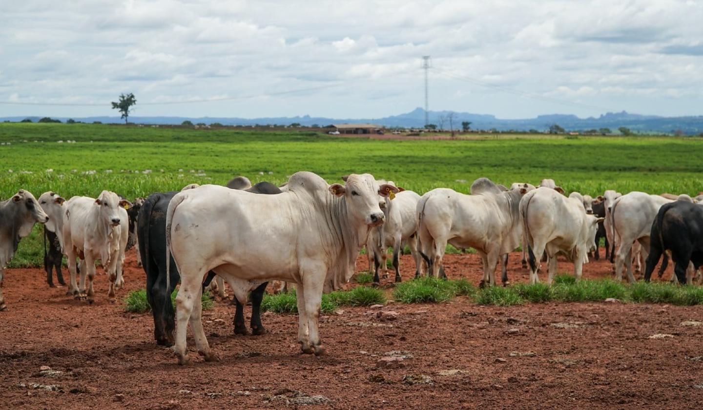 MT alcança maior índice histórico de abate precoce de bovinos
