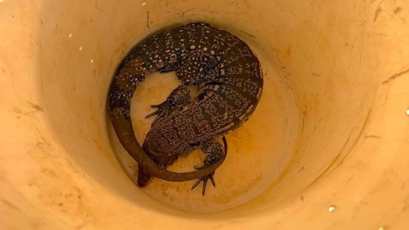 Teiú-gigante é capturado em avenida de Lucas do Rio Verde e vai para o Ibama