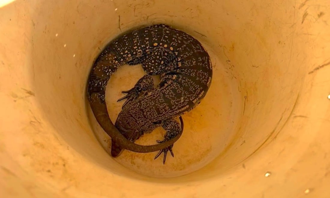 Teiú-gigante é capturado em avenida de Lucas do Rio Verde e vai para o Ibama