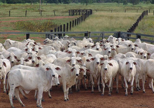 Confinamento de gado em Mato Grosso sobe 43%