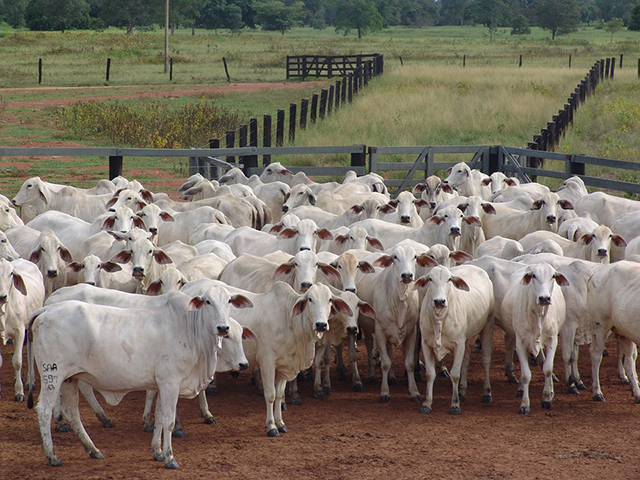 Confinamento de gado em Mato Grosso sobe 43%