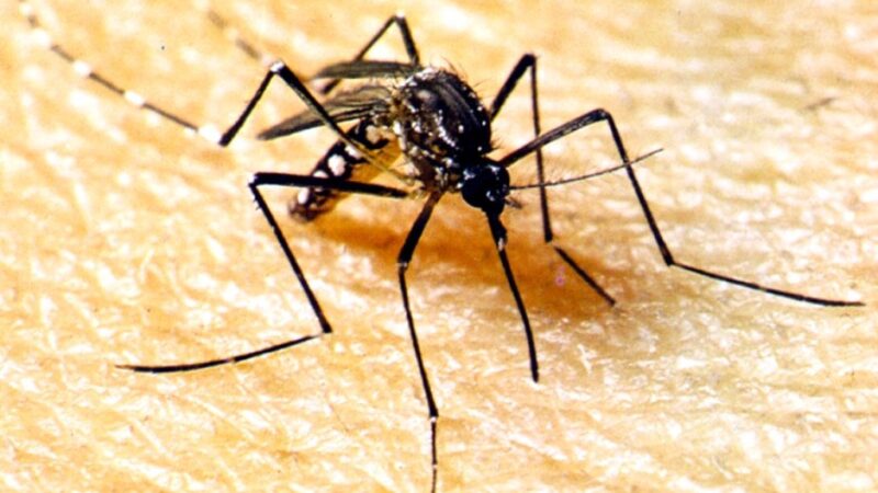 Internações por dengue disparam em Lucas do Rio Verde e cidade já soma duas mortes