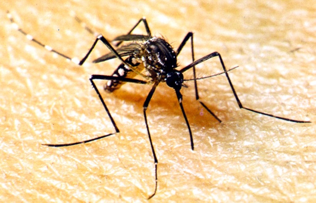 Internações por dengue disparam em Lucas do Rio Verde e cidade já soma duas mortes