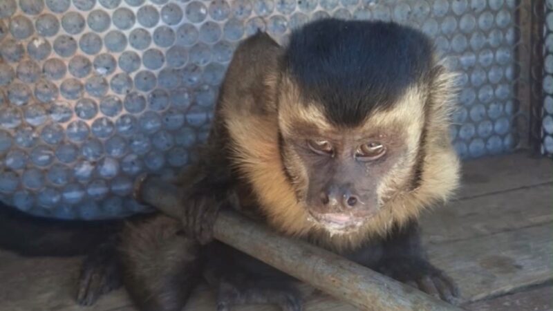 Macaco-prego ferido é salvo em rodovia de Alta Floresta