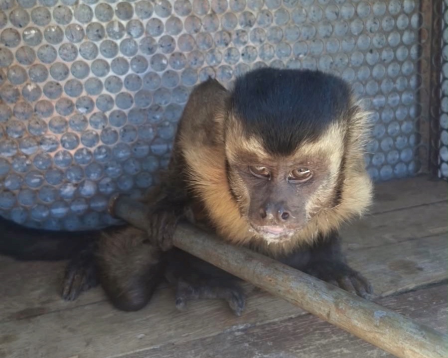 Macaco-prego ferido é salvo em rodovia de Alta Floresta