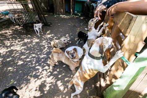 MPMT recorre à Justiça por bem-estar animal em Cuiabá