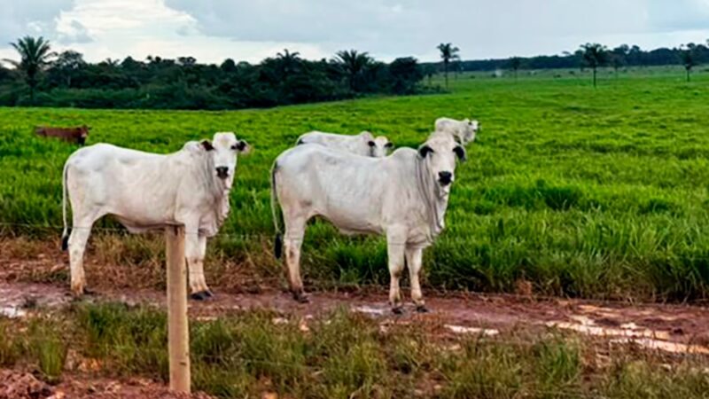 Arroba do boi gordo fecha a R$ 327,73 em Mato Grosso e ponta de agulha recua 4,61%