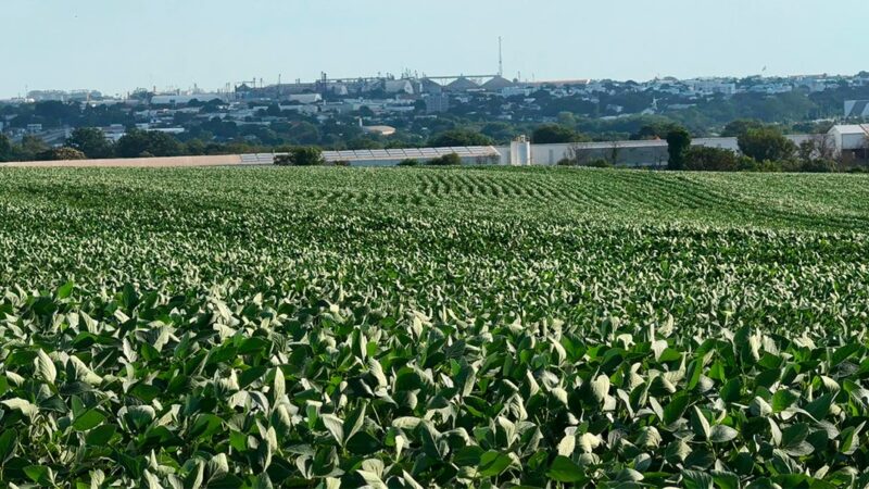 Plantio de soja em Mato Grosso começa devagar e depende das chuvas, aponta Imea
