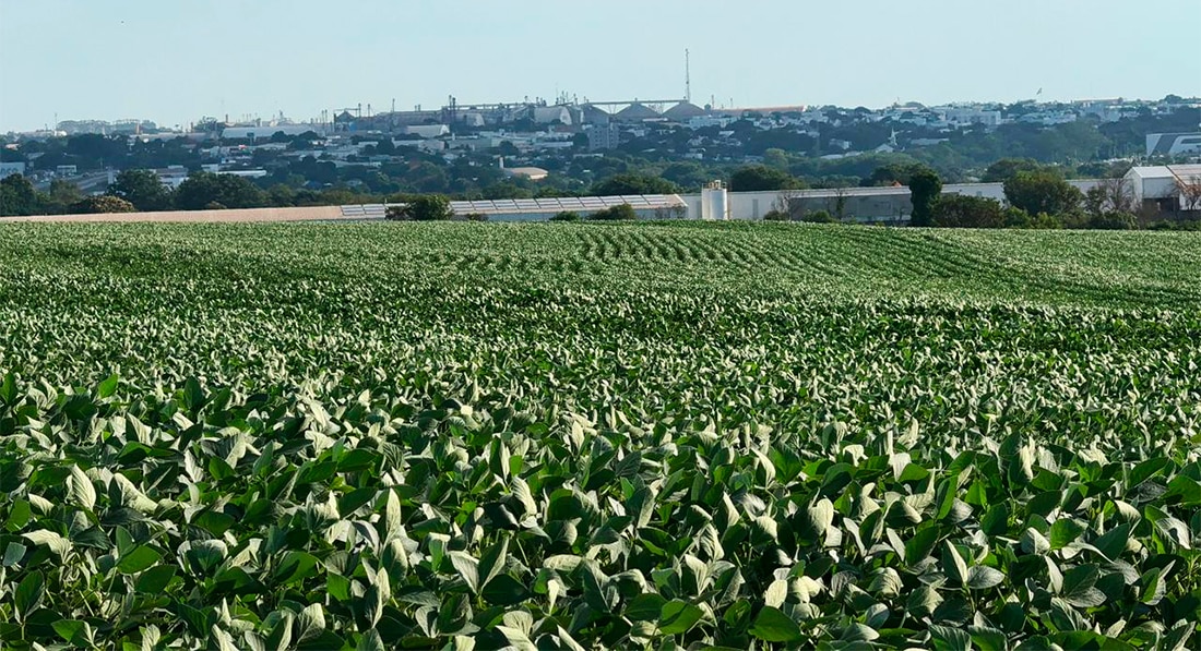 Plantio de soja em Mato Grosso começa devagar e depende das chuvas, aponta Imea