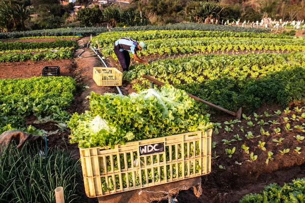 Agricultura Familiar abre inscrições para projetos de até R$ 3 milhões em Mato Grosso