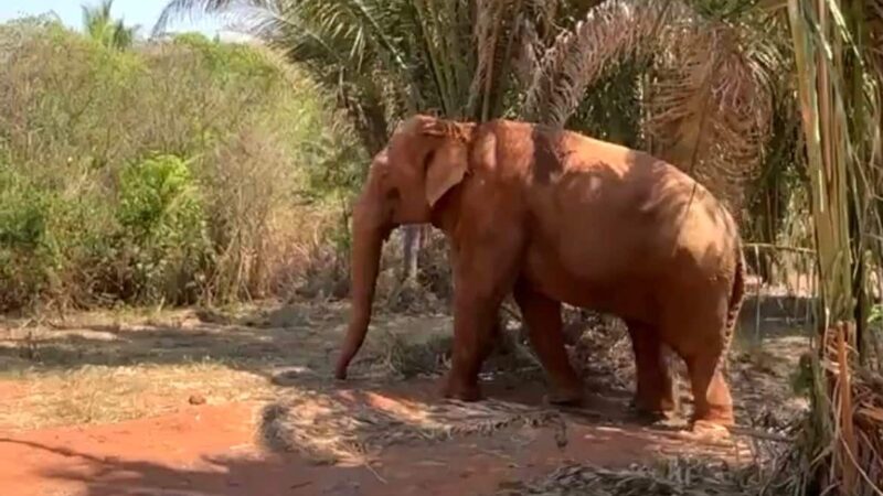 Elefante Sandro dá os primeiros passos livres no santuário em Chapada dos Guimarães