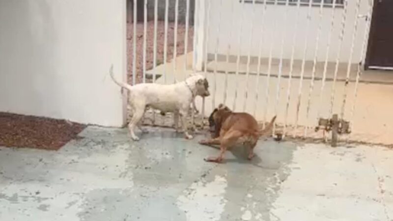 Pitbulls matam cachorro no Jardim Caribe e moradores de Sinop relatam medo