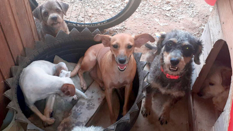 Lucas do Rio Verde cede terreno por dez anos a entidade de proteção animal