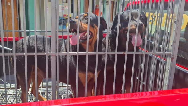 Bombeiros capturam dois rottweilers que atacaram hóspedes de hotel em Nova Mutum