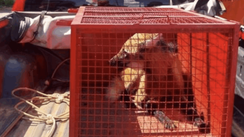 Bombeiros resgatam lobo-guará que entrou na cozinha de uma casa