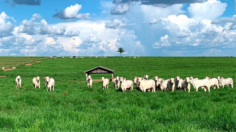 Arroba do boi gordo sobe 1,59% em Mato Grosso na segunda quinzena de setembro