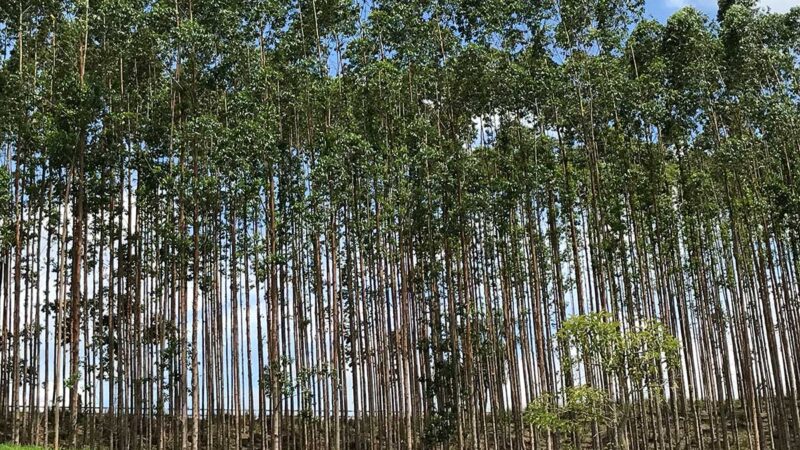 IBGE: extração vegetal em MT recua 32,4% em 2025, enquanto silvicultura cresce 8,4%