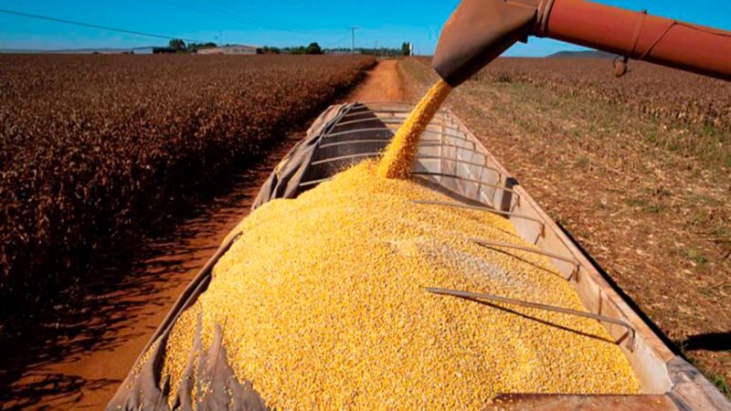 Exportações de Nova Mutum somam R$ 281,8 milhões em setembro; milho lidera e China é o principal destino