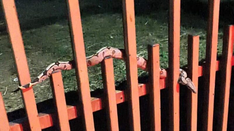 Moradores encontram jiboia no portão de casa em Alta Floresta