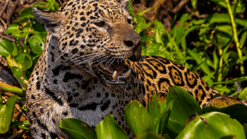 Filme da Netflix sobre onças-pintadas do Pantanal, com voz de Fernanda Torres, concorre ao “Oscar dos filmes de natureza”