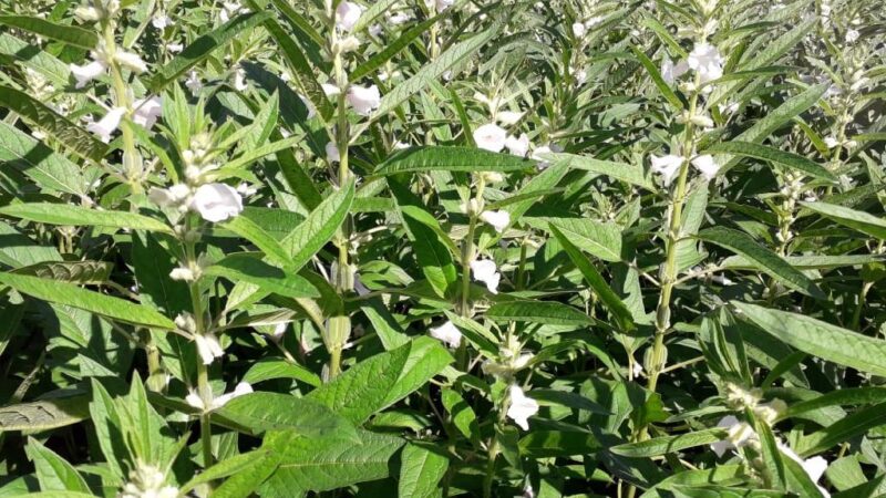 Mato Grosso responde por 59,7% do gergelim produzido no Brasil, aponta IBGE